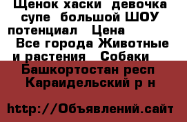 Щенок хаски, девочка супе, большой ШОУ потенциал › Цена ­ 50 000 - Все города Животные и растения » Собаки   . Башкортостан респ.,Караидельский р-н